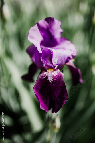 Plant or flower in early spring