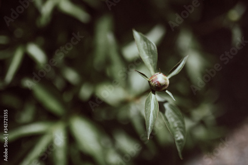 Plant or flower in early spring