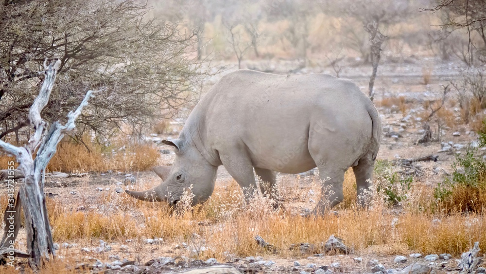 Fototapeta premium Side view of a solitary adult black rhino (Diceros bicornis) grazing on a misty morning in Etosha National Park, Namibia.