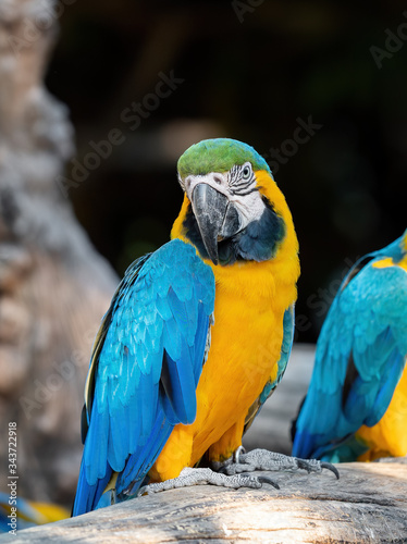 Close up Blue and Gold Macaw Perched on Branch Isolated on Blurry Background