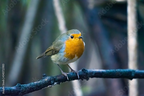 Close up of Robin Bird standing on a tree branch Blurred background.  © omar
