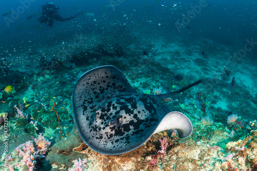 Huge Marble Stingray underwater with a background SCUBA diver on a deep  tropical coral reef