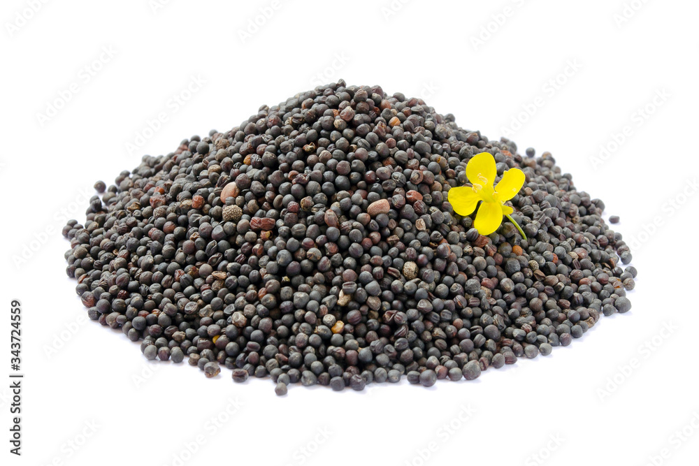 Rapeseed plant with yellow flowers and seeds. Mustard seeds and flower. Canola seeds and fresh canola flowers isolated on white background. Canola flower and canola isolated on white. Brassica napus. Rapeseed plant with yellow flowers and seeds. Mustard seeds and flower. Canola seeds and fresh canola flowers isolated on white background. Canola flower and canola isolated on white. Brassica napus.