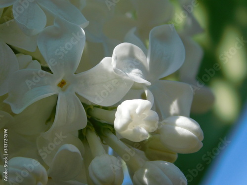 white elder flower