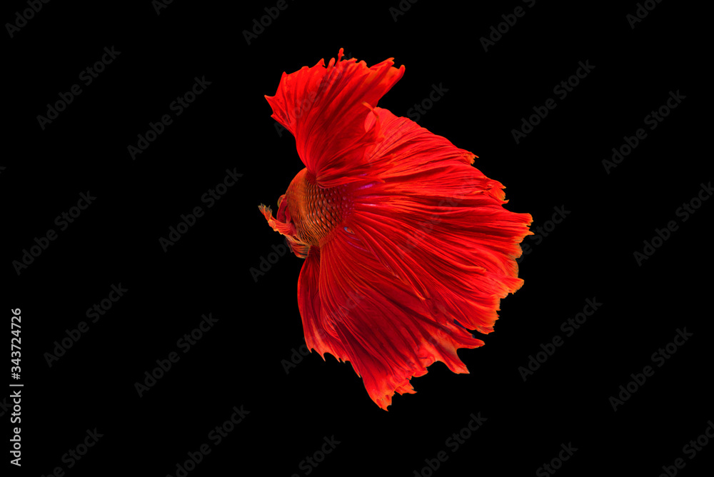 The moving moment colorful Betta fish, Siamese fighting fish in isolated on black background. 