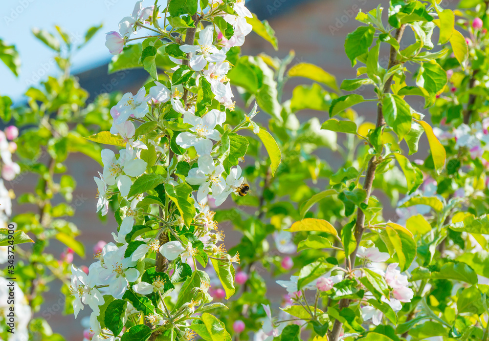 Fototapeta premium Bumblebee searching for nectar in a blossoming apple tree in sunlight in spring