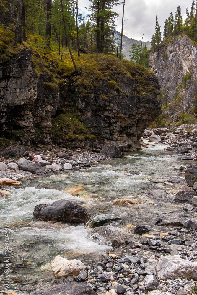 Obraz premium Mountain rivulet flows along the gorge near the rock. A lot of stones in the riverbed. Trees and green moss grow on a rock. Vertical.