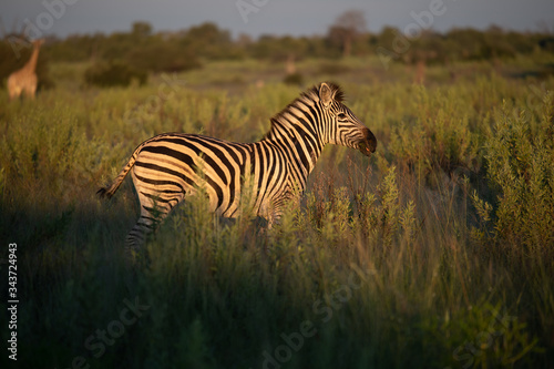 A herd of zebras grazing in the African savanna of Botswana.
