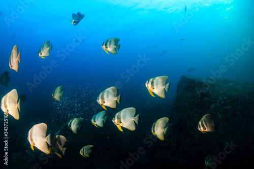 Underwater image of a school of Longfin Batfish (Spadefish) in a clear, blue, tropical ocean