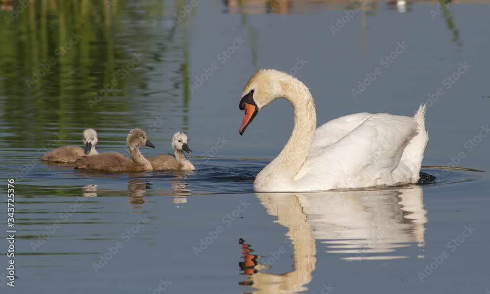 Obraz premium Cygnus olor, Mute Swan. Early in the morning the female swan with her chicks swimming on the river