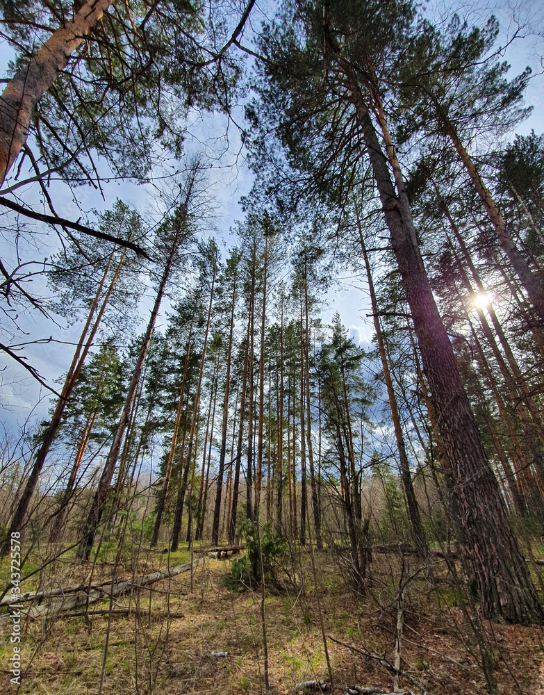 Fototapeta premium pine tree forest