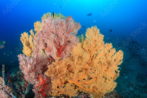 Beautiful multi-colored, fragile sea fans on a healthy tropical coral reef in Asia