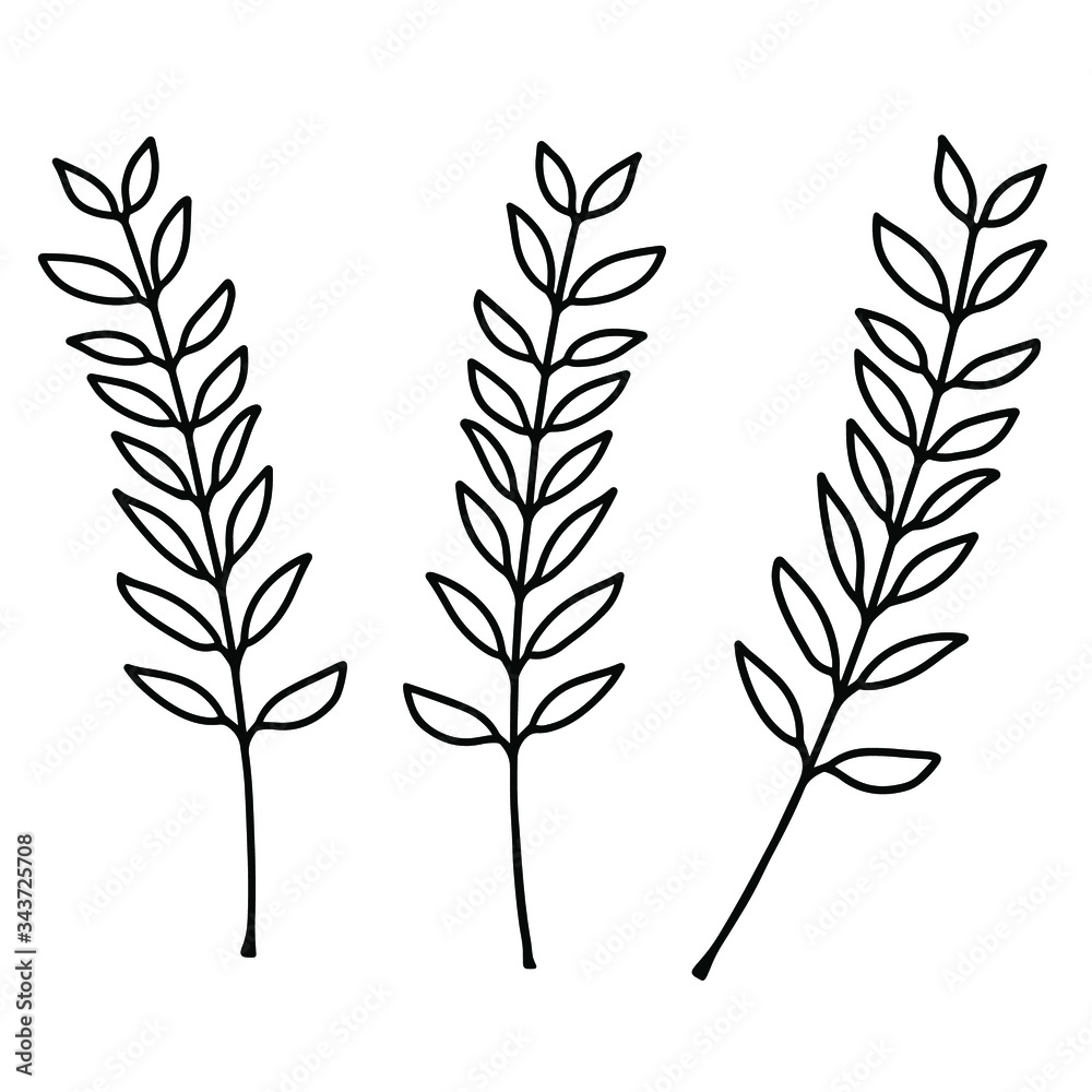 Fototapeta premium Three beautiful thin twigs with leaves on a white background. Black and white vector illustration of twigs close-up. Isolated objects for your design.