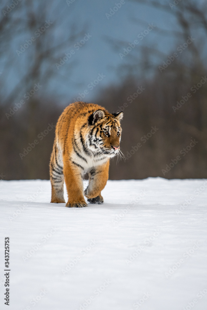 Obraz premium Siberian Tiger running in snow. Beautiful, dynamic and powerful photo of this majestic animal. Set in environment typical for this amazing animal. Birches and meadows