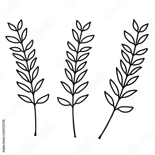 Three beautiful thin twigs with leaves on a white background. Black and white vector illustration of twigs close-up. Isolated objects for your design.