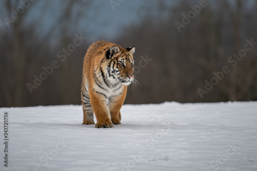 Siberian Tiger running in snow. Beautiful  dynamic and powerful photo of this majestic animal. Set in environment typical for this amazing animal. Birches and meadows