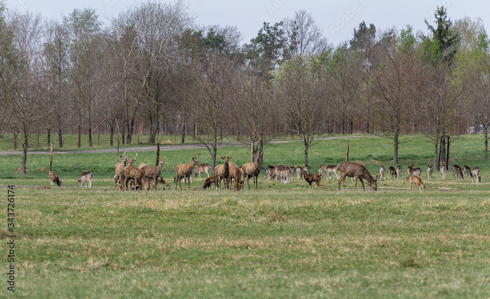 Herd of deer on green pasture Herd of deer on green pasture
