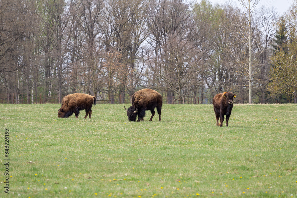 Small herd of american buffalo bison on grass pasture
