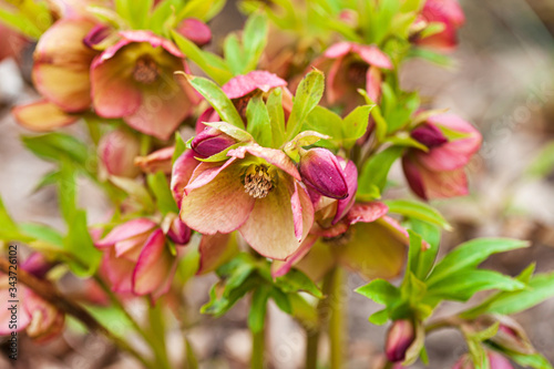hellebore flowers in the garden