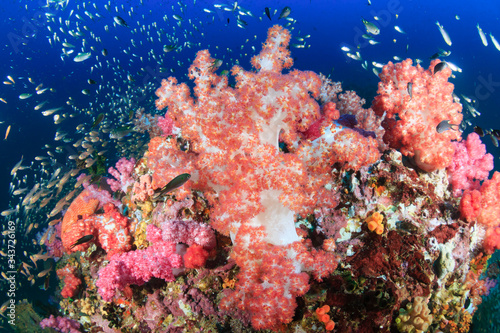 Beautiful hard and soft corals surrounded by tropical fish on a colorful, healthy tropical reef in Thailand © whitcomberd