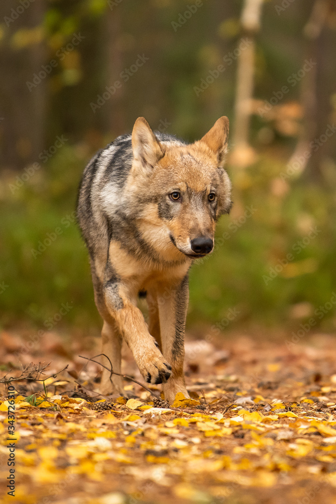 Lone wolf running in autumn forest Czech Republic Lone wolf running in autumn forest Czech Republic