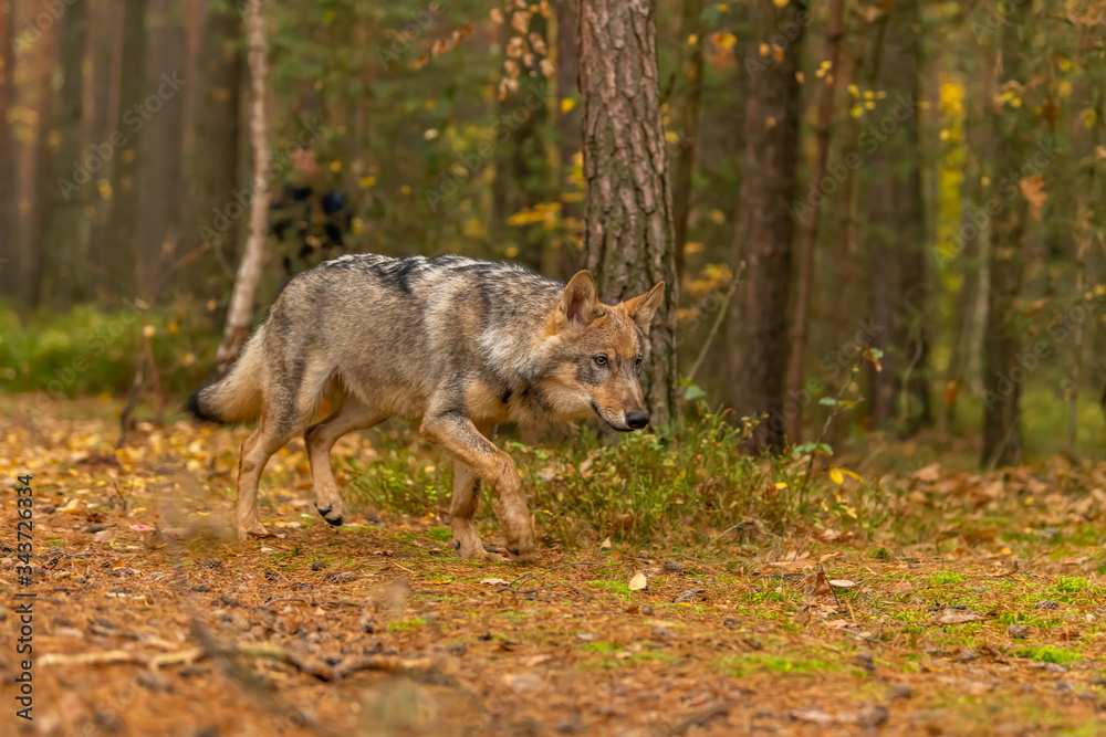 Lone wolf running in autumn forest Czech Republic Lone wolf running in autumn forest Czech Republic