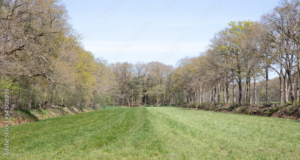 Green meadow surrounded by trees