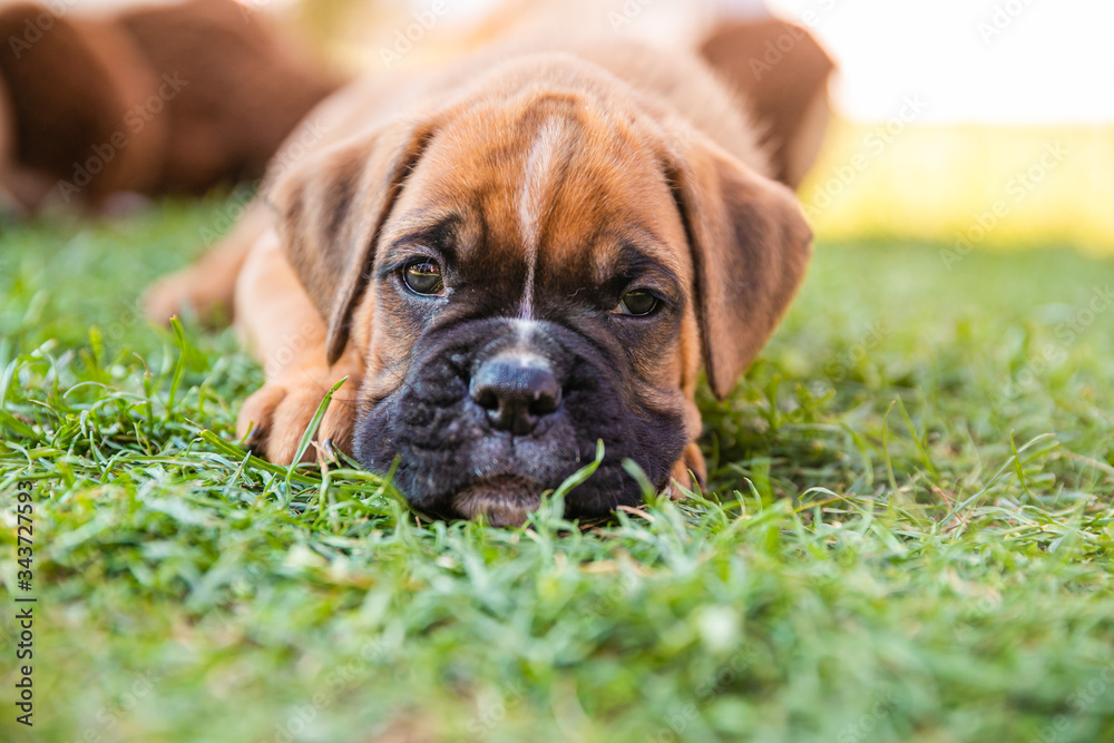 Adorable boxer puppy lying in the grass