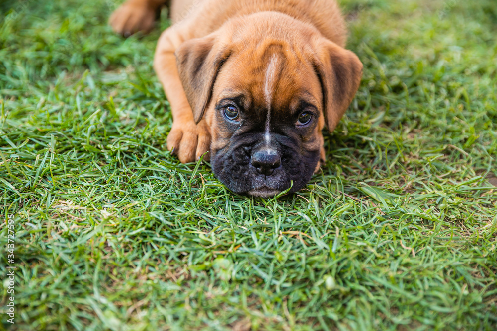 Obraz premium Portrait of Beautiful Boxer puppy lying in the grass
