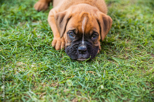 Portrait of Beautiful Boxer puppy lying in the grass © Glyph_stock