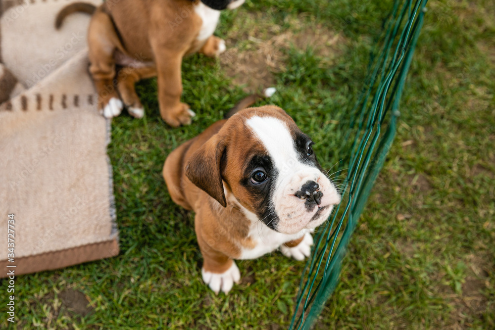 Adorable little boxer puppy sitting on grass behind the fence