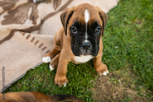 Portrait of Beautiful Boxer puppy © Glyph_stock