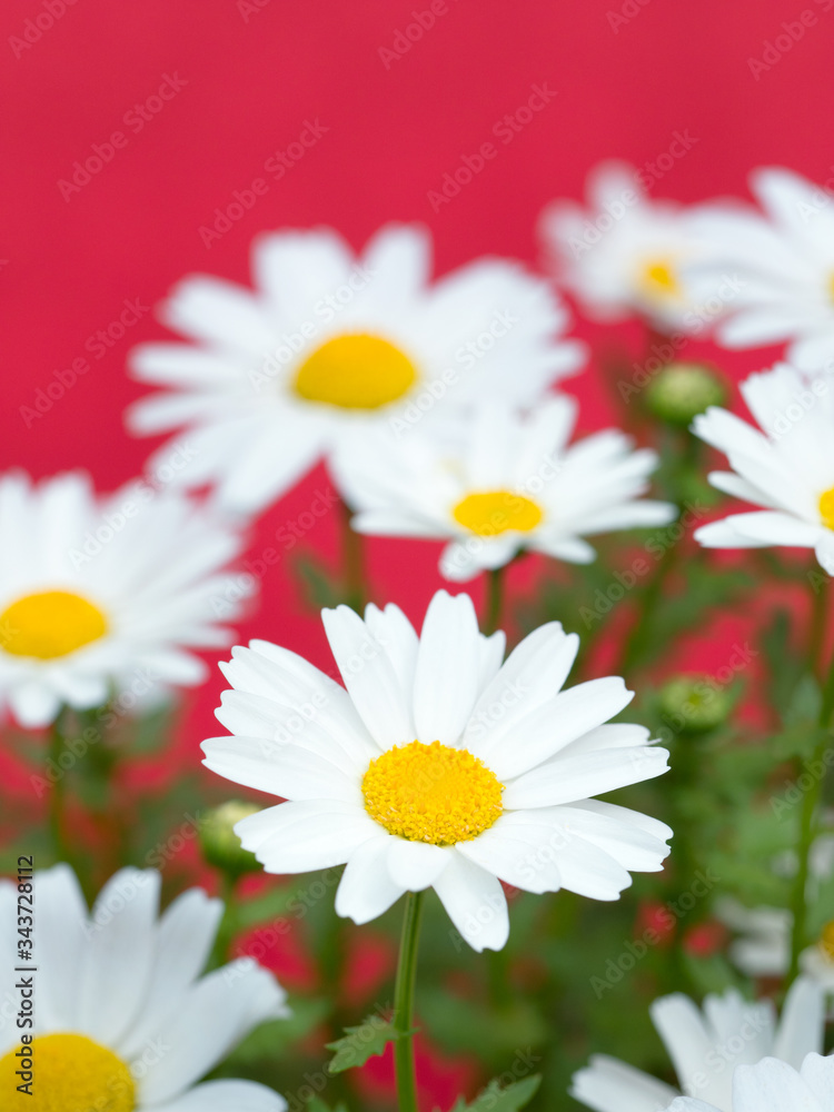 Obraz premium ノースポールの花