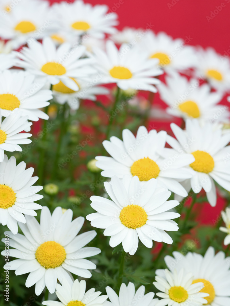 Obraz premium ノースポールの花