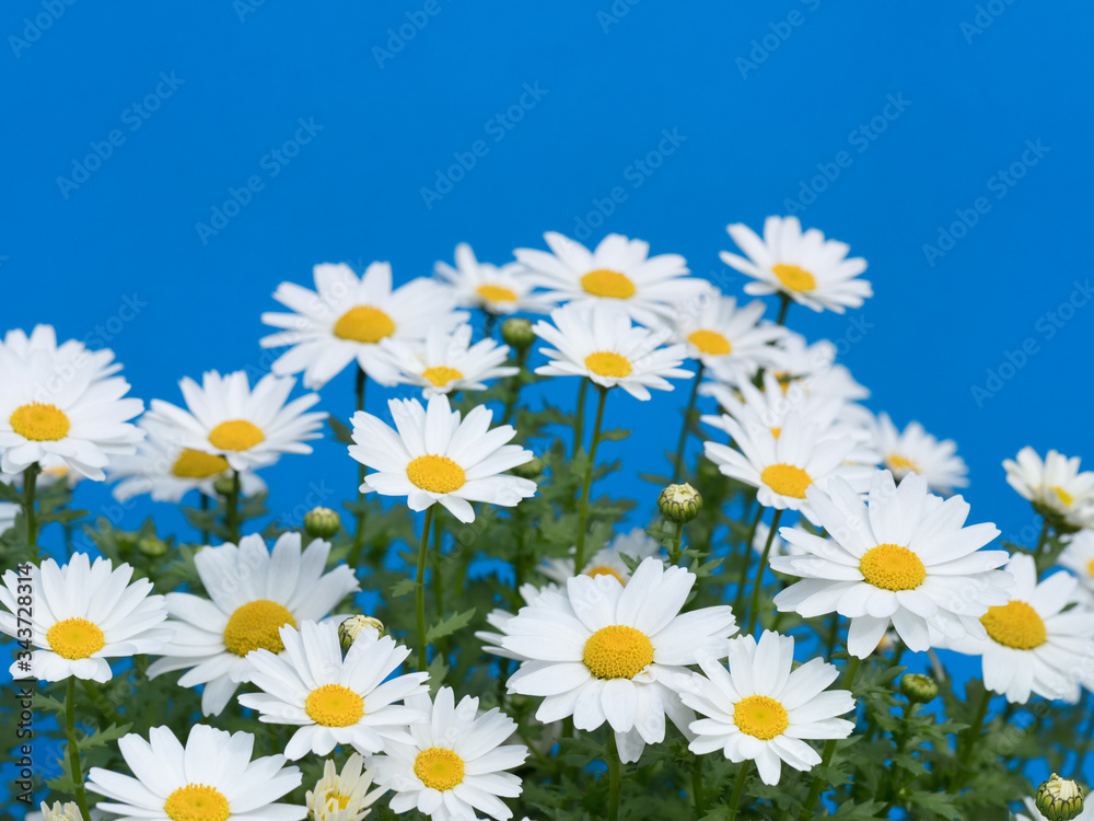 Fototapeta premium ノースポールの花