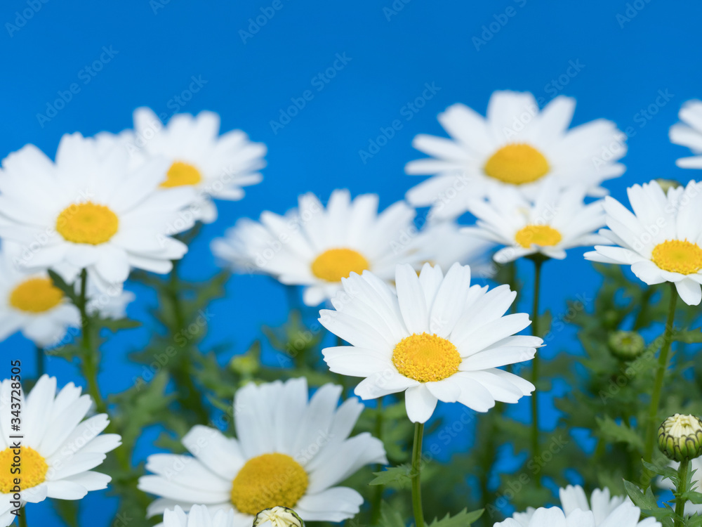 Fototapeta premium ノースポールの花