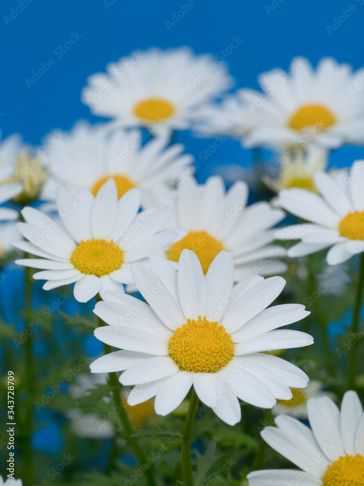 Fototapeta premium ノースポールの花
