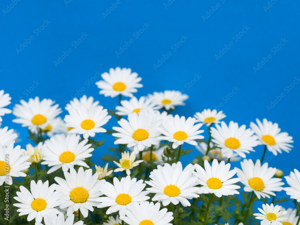 ノースポールの花 ノースポールの花