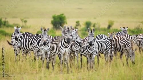 Plains zebra (Equus quagga), Masai Mara National Reserve, Kenya photo