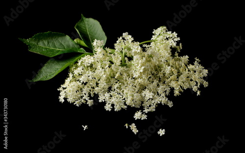 Elder  elderberry plant with young flowers isolated on black background