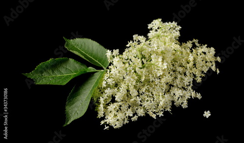 Elder, elderberry plant with young flowers isolated on black background