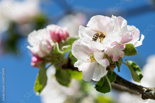 üppige Blütenpracht beim Apfelbaum im Frühjahr, weiße und rosa Blüten mit Blütenorgane vor blauem Himmel
