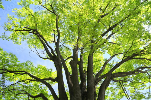 公園の芽吹きの欅と青空