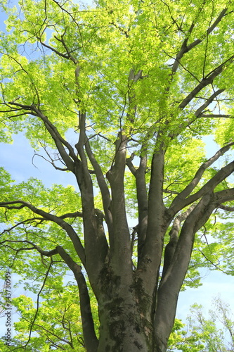 公園の芽吹きの欅と青空