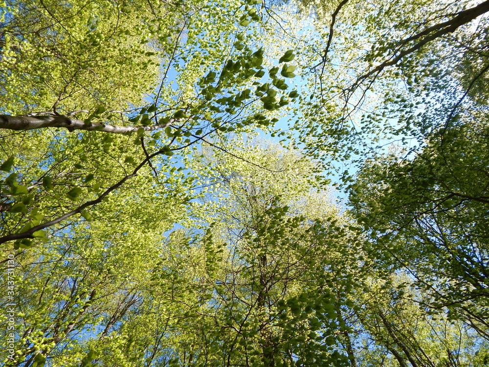 Fototapeta premium Blick auf den Himmel im Wald