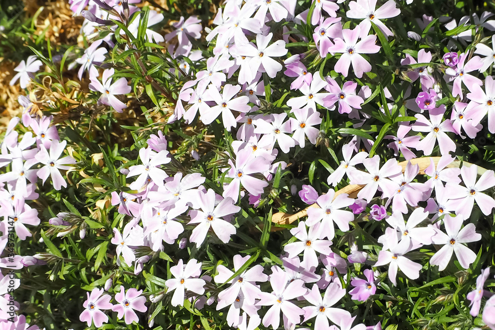 Fototapeta premium Flowers phlox styloid pink with purple center in the spring in the garden in the flowerbed