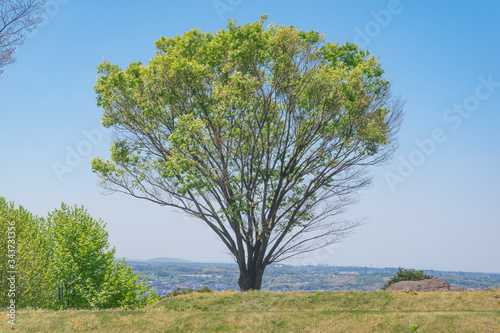快晴の青空の下、丘の上に立つ１本の新緑の木