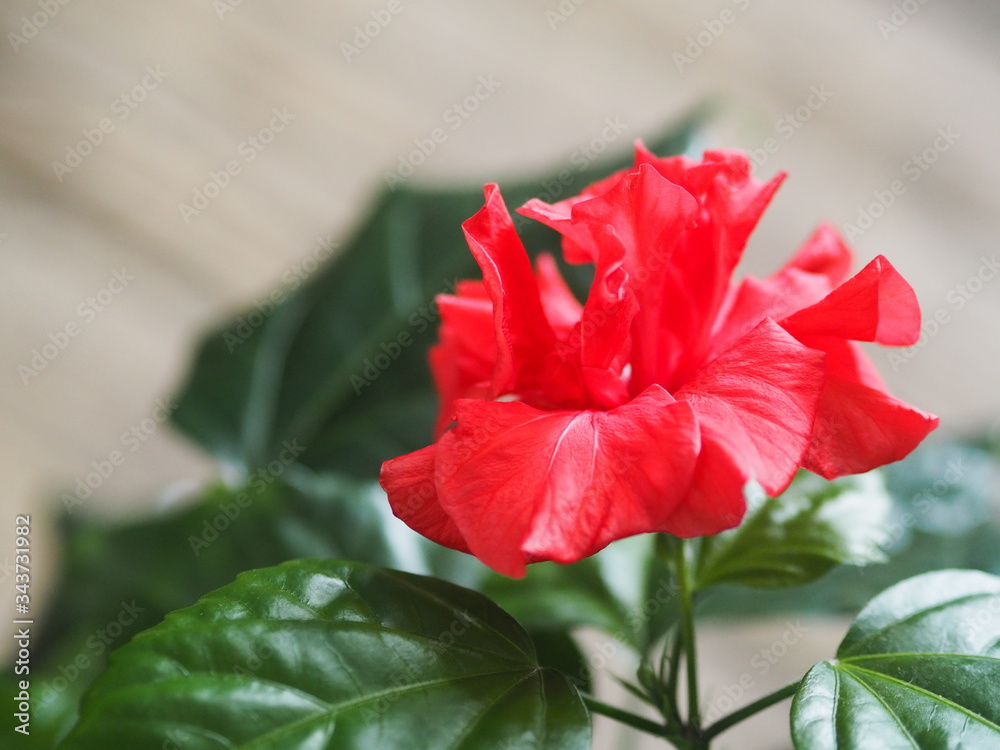 Red hibiscus flower, in everyday life called the Chinese rose.Ancient wooden background. Red hibiscus flower, in everyday life called the Chinese rose.Ancient wooden background.