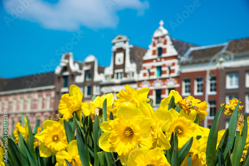 Yellow tulip flowers and Dutch houses on background, Amsterdam, Netherlands.