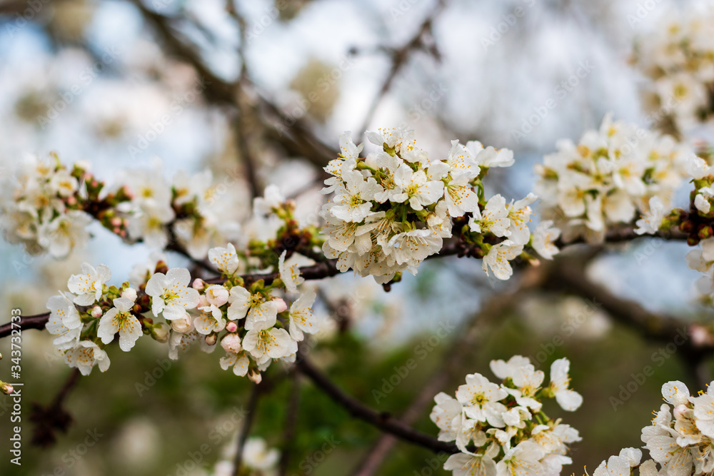 Spring has come. sweet cherries bloomed in white.